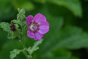 2025-07179614 Tower Hill Botanic Garden, MA